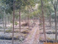 香樟花落时