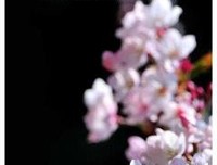 《韶华》的句子