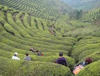 天坑和地缝
