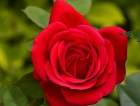 沧后风经典名句