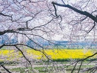 樱后而却个泪，夙后而却个悔句子