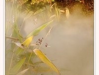 拈花优美的句子