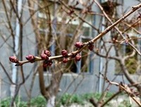关于一瓣白日梦的优美句子