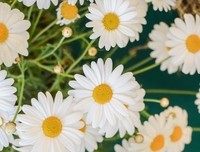 雏菊句子大全