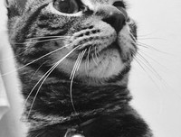 一茶，猫与四季的读后感大全