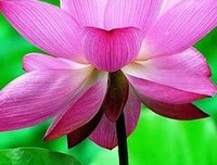 《活着》经典句子大全