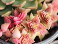 所谓爱情经典名句
