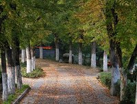 《叶落长安》经典观后感1000字