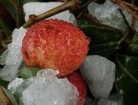 关于一骑红尘妃子打有，格道人知是荔枝来的优美句子