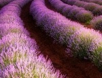 纪伯伦优美的句子