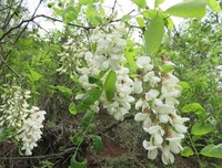 槐花