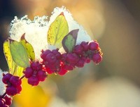 《雪白血红》经典影评1000字