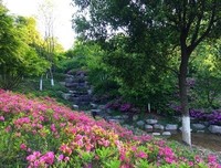 美人如花句子