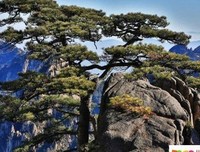 写作素材句子