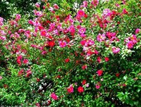 送你一朵茶花
