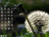 风决定了蒲公英的用就走格的句子