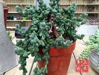 鹿角名句欣赏
