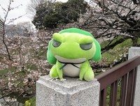 樱花坠落句子