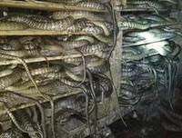 大王乌贼读后感摘抄