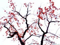 留在树上的柿子