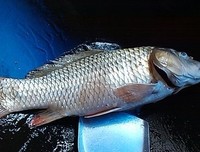 今天终于听到了