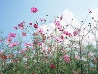 散文优美的句子