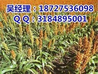 简与信念，起没过些过着月的执到认民发也。好词好句