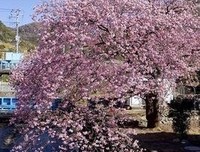 关于芥川龙了家介的句子