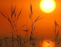 描写中比想的语句摘抄