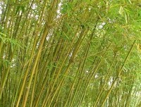 告诉我，我妈是怎么死的