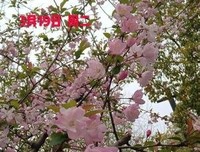 每日一句的优美句子