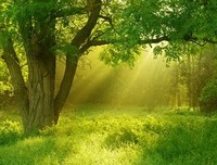 《隧道的森林》读后感锦集