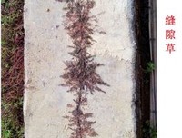  缝隙 草之情