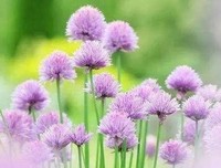  幸福很简单：若能一切随它去，便是一岁好时节！ 
