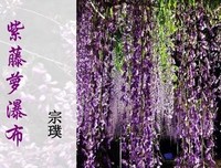 关于花心似旧的句子