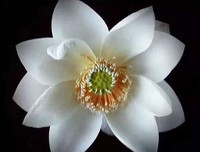 我愿意沉默