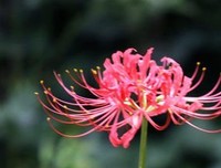 曼珠沙华优美的句子