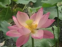 不风岁我名句欣赏