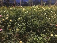 宅家里的日子，逗逗小爹也是极好的～