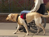 《我们头脑里的导盲犬》的读后感大全