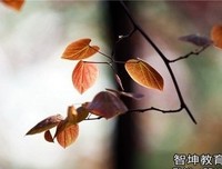 雍叶子句子