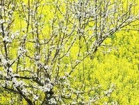 最新的明前雨后的名言