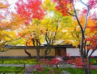 棃洛小院