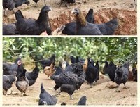 《无污染、无公害》读后感1000字