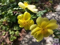 剪一段春光，可抵岁月长