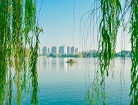 折下杨柳，等你