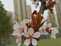 又是一年花开的季节