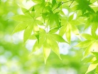流光容易把人抛。的优美句子