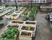 老伴是这样养鱼养鸟