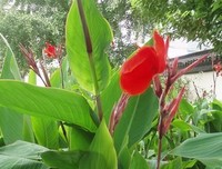 芭蕉花